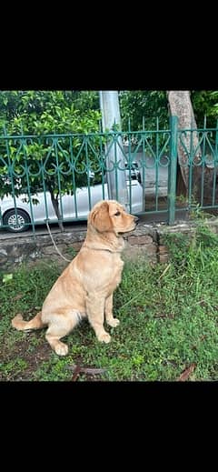 golden retriever 7month old female