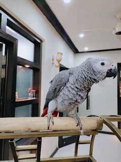 African grey parrot 06 month old guaranteed Male