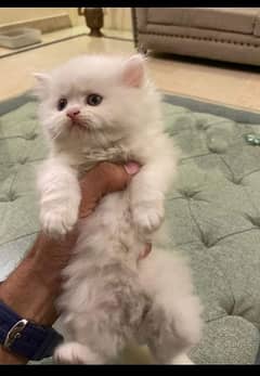 Persian male kitten 40 days