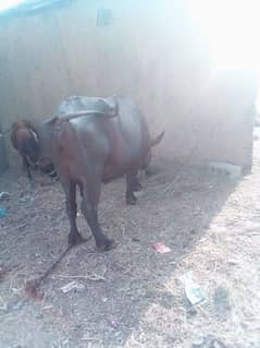 taza jhoti for qurbani qalanderanad ke kareeb behali gaon me