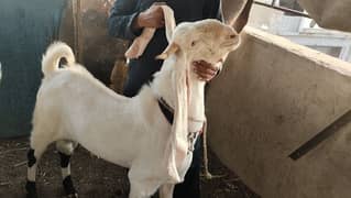 5 Gulabi male Bakry and 3 sheep khajla our kahray for Qurbani 2024