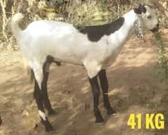 Bakre sale for qurbani |  Bakra | goat for sale | Bakry
