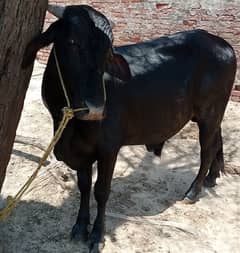 Qurbani Animal Bull