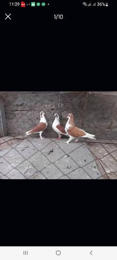 Breeder pair and  one male aur one chicks