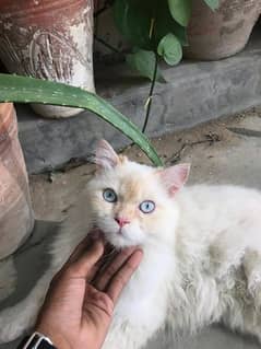 3 code male Persian cat