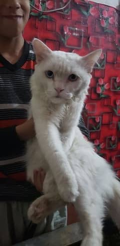 Persian cat male exchange with male or female baby Persian cat