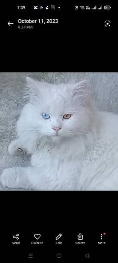 dable eyes  persian