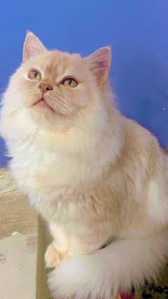 urgent urgent original Persian cat for sell