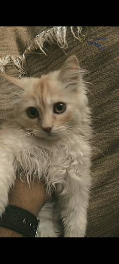 Persian male fawn cat