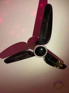 Royal Fan Black For sale