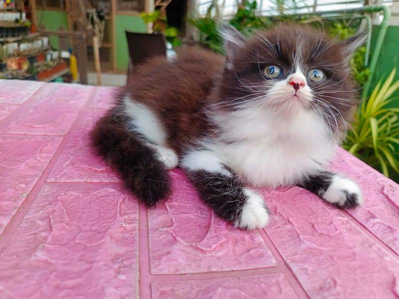 Persian cat/Persian kittens/triple coated/punch face/ 0