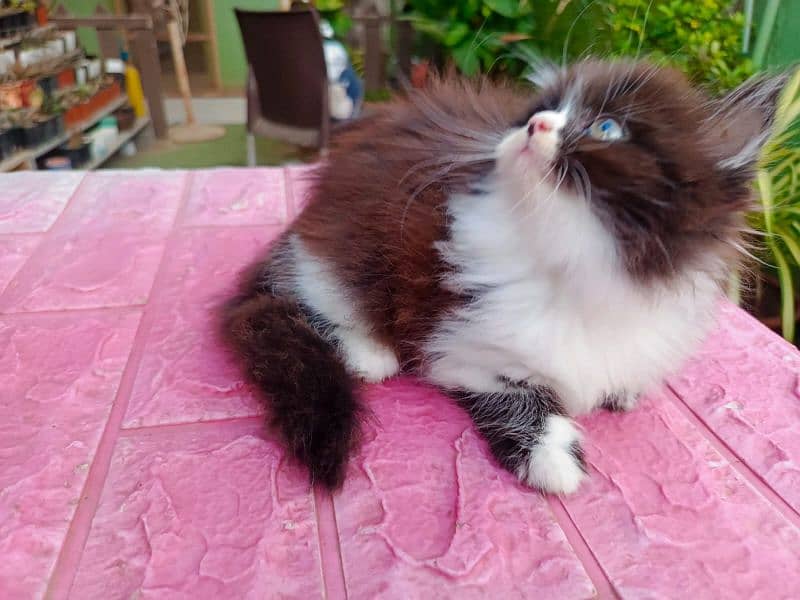 Persian cat/Persian kittens/triple coated/punch face/ 1