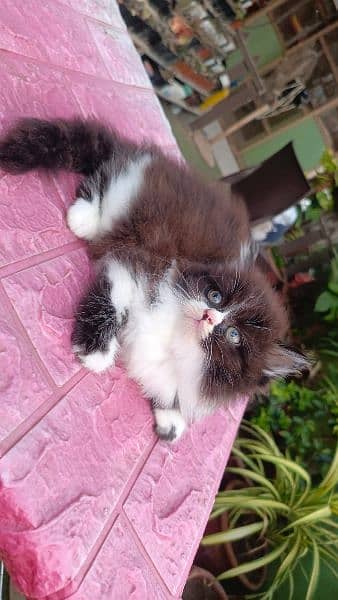 Persian cat/Persian kittens/triple coated/punch face/ 3