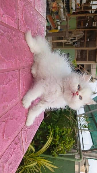 Persian cat/Persian kittens/triple coated/punch face/ 7