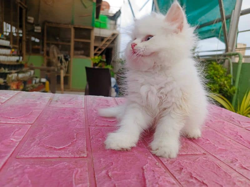 Persian cat/Persian kittens/triple coated/punch face/ 8