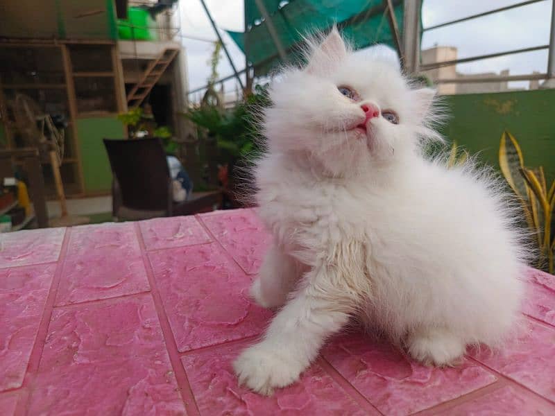 Persian cat/Persian kittens/triple coated/punch face/ 9