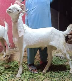 Bakra 2 dant khasi