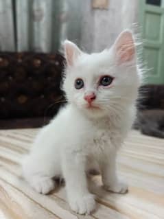 persian kittem