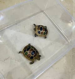 Turtles