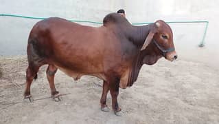 Qurbani