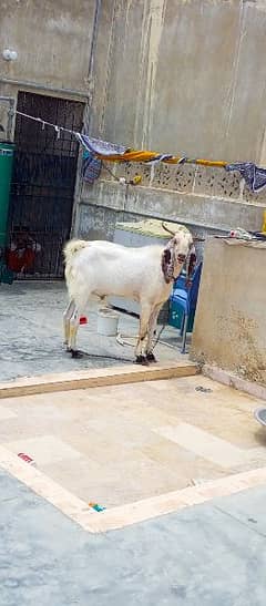 4 dant Aando Bakra For Sale