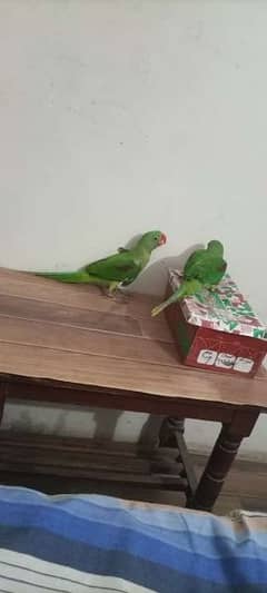 Kashmiri parrots pair available for sale