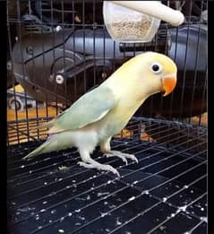 Beautiful parrots for sale.