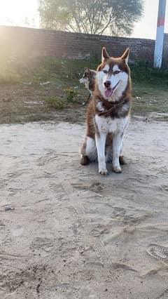 siberian husky pair