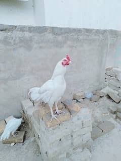 Paper White Heera Aseel Chicks