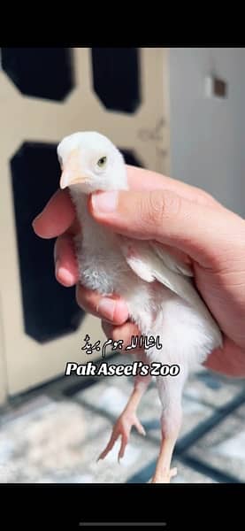 Paper White Heera Aseel Chicks 4