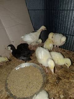 turkey chicks for sale