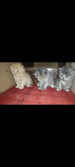 beautiful Persian kittens