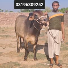 Qurbani bull 2024