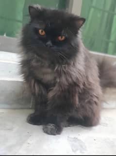 persian  cat