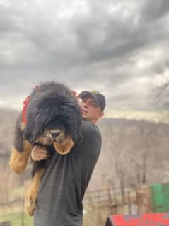 Tibetan Mastiff Gaint Size Puppy.