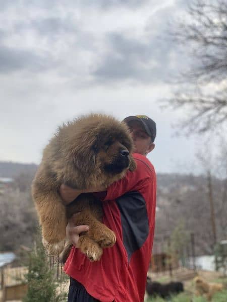 Tibetan Mastiff Gaint Size Puppy. 2