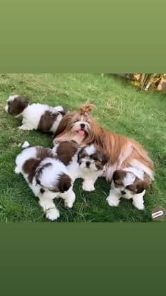 Shihtzu (Shih-Tzu) top quality miniature size puppies