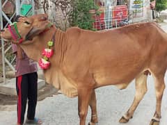 Male and Female Cow Qurbani