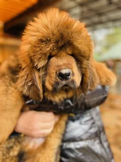 Tibetan Mastiff Gaint Size Puppy.