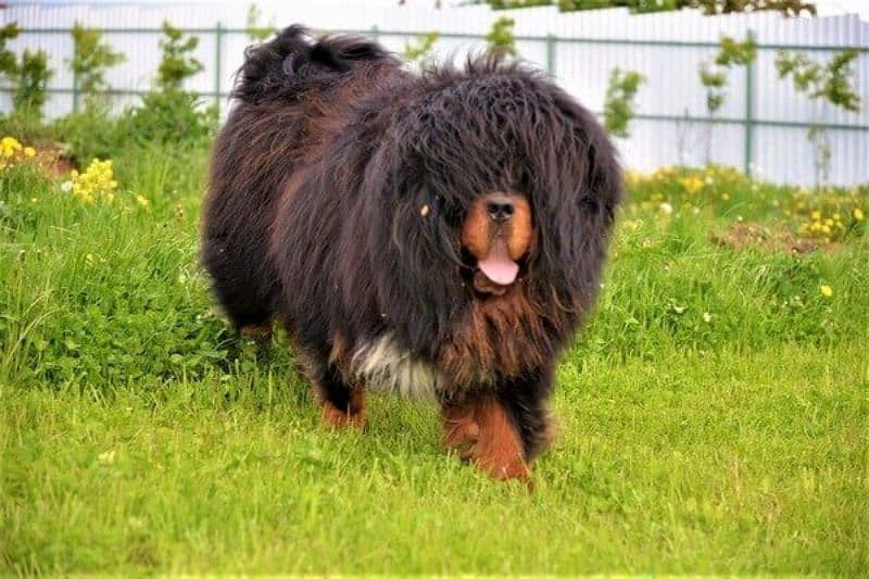 Tibetan Mastiff Gaint Size Puppy. 3