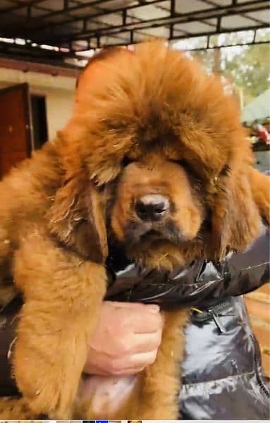 Tibetan Mastiff Gaint Size Puppy. 5