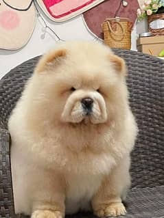 fci pedigree chow chow puppy imported
