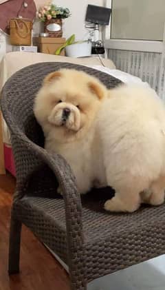 imported chow chow fci pedigree