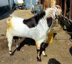 Goat - Aando bakra