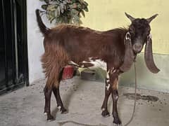 Bakra