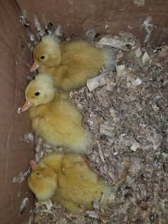 Crested duck chicks