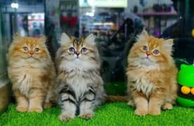 EID OFFER 50%OFF, Pure persian kittens punch face triple coat cat kity