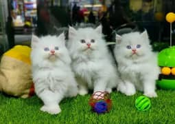 EID OFFER 50%OFF, Pure persian kittens punch face triple coat cat kity