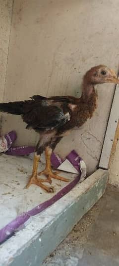 6 aseel and 4 desi chicks for sale