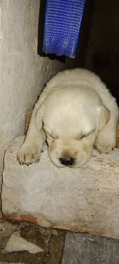 Labrador retriever British puppies ready for home